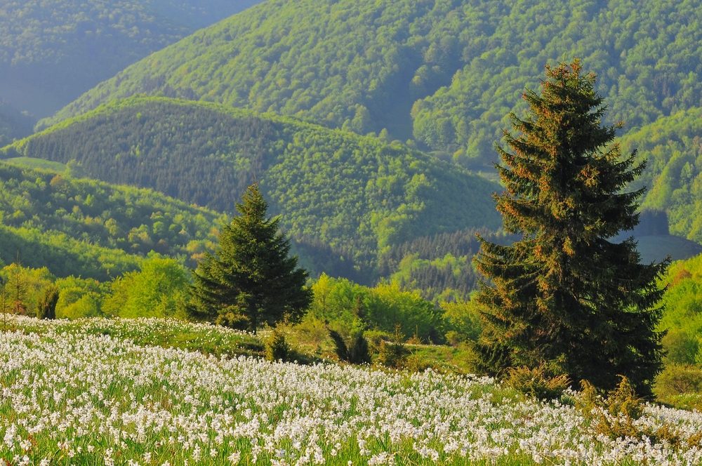 Poiana Narciselor, Munții Metaliferi