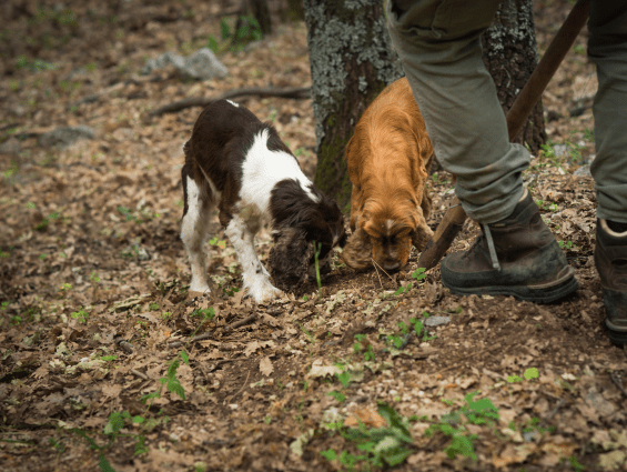 Perigord Truffle Hunt Weekend